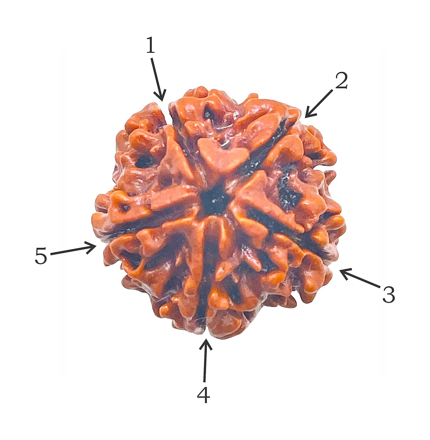 5 Mukhi Rudraksha